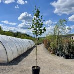 Lieska turecká (Corylus Colurna) - výška 300-350 cm, obvod kmeňa: 10/12 cm, kont. C35L